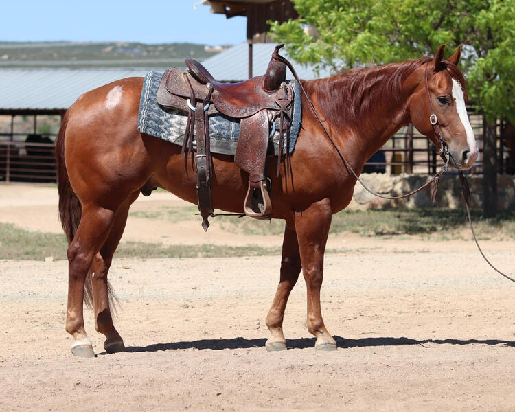 AQHA Reining/Ranch Riding/ Trail Gelding