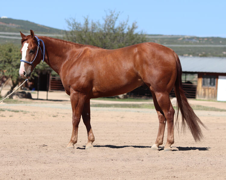 AQHA Reining/Ranch Riding/ Trail Gelding