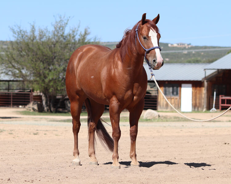 AQHA Reining/Ranch Riding/ Trail Gelding