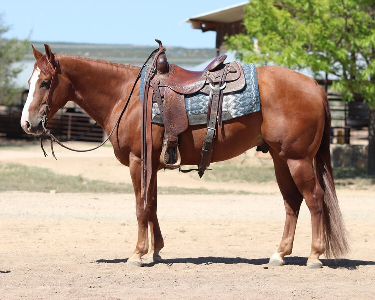 AQHA Reining/Ranch Riding/ Trail Gelding