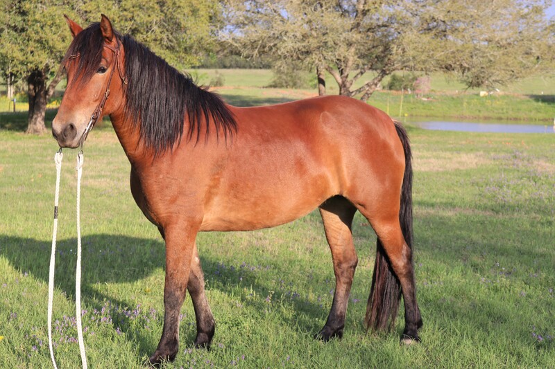 Half Andalusian Bay mare saddle trained