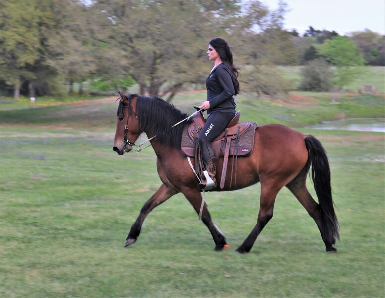 Half Andalusian Bay mare saddle trained