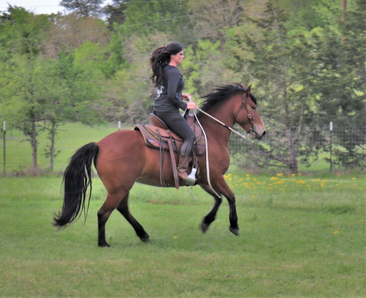 Half Andalusian Bay mare saddle trained