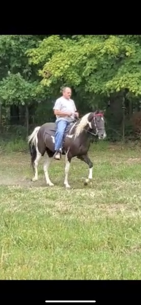 Gorgeous Tobiano Easy To Ride Colt