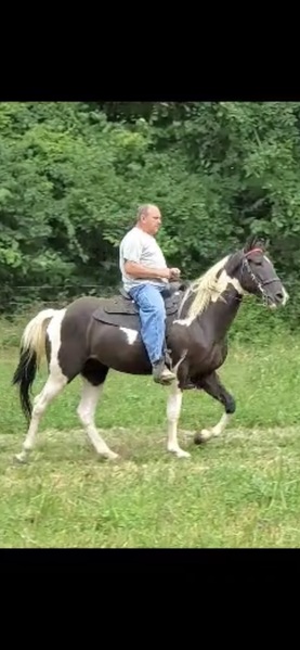 Gorgeous Tobiano Easy To Ride Colt