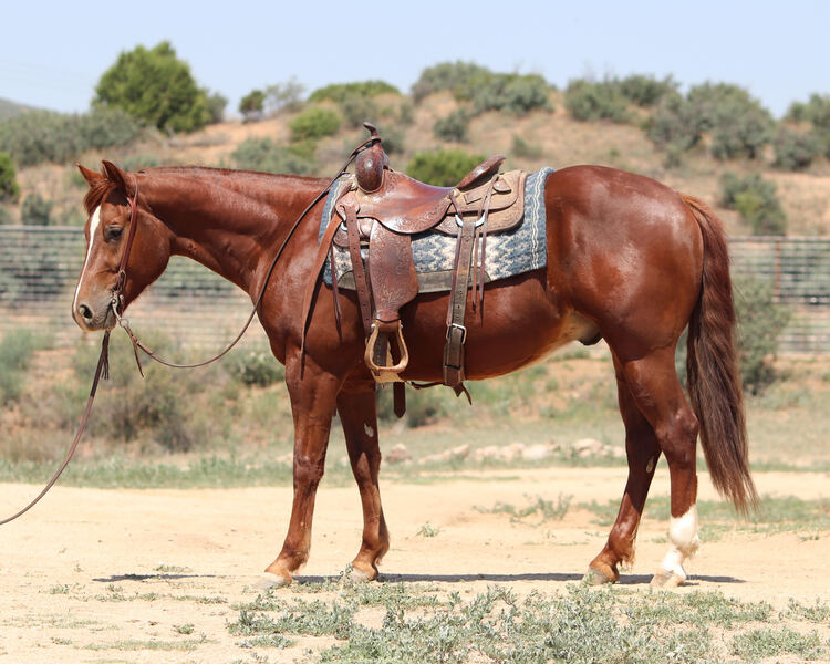 AQHA/APHA Reiner/Ranch Rider/Rope Horse For Sale in Yavapai, Arizona, United States of America