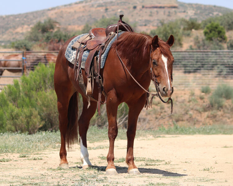 AQHA/APHA Reiner/Ranch Rider/Rope Horse