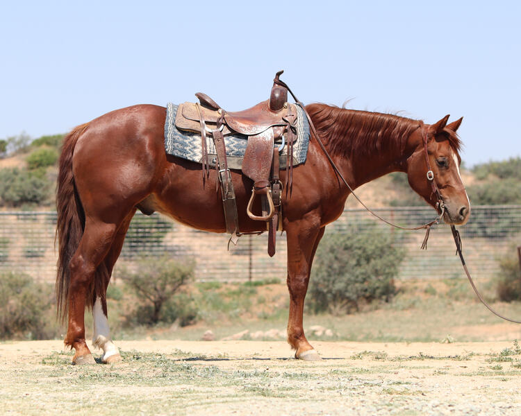 AQHA/APHA Reiner/Ranch Rider/Rope Horse