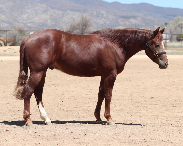 AQHA/APHA Reiner/Ranch Rider/Rope Horse