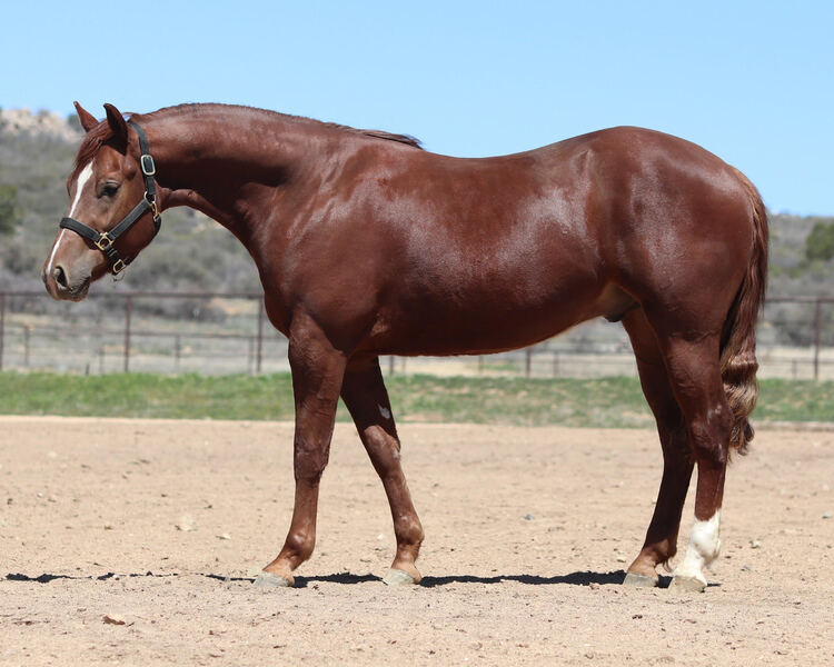 AQHA/APHA Reiner/Ranch Rider/Rope Horse