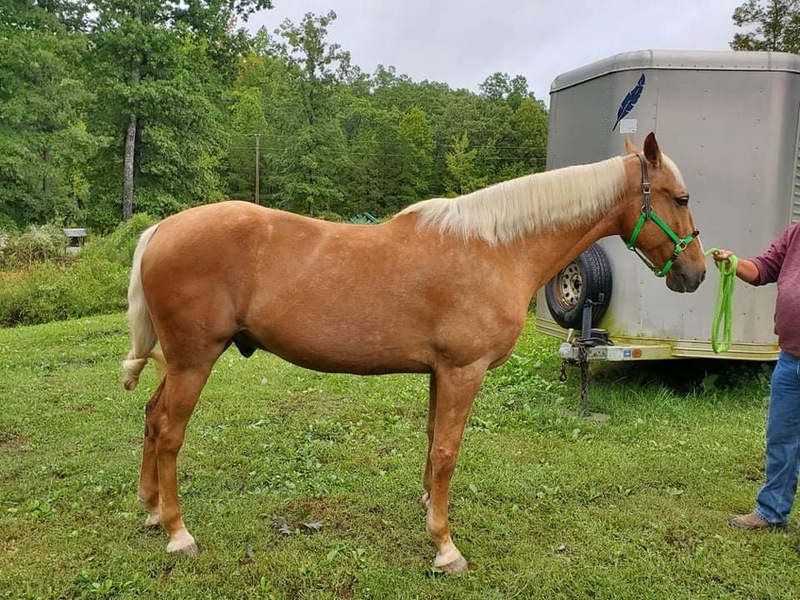 Gorgeous 16 HH Seasoned Trail Horse Deluxe 