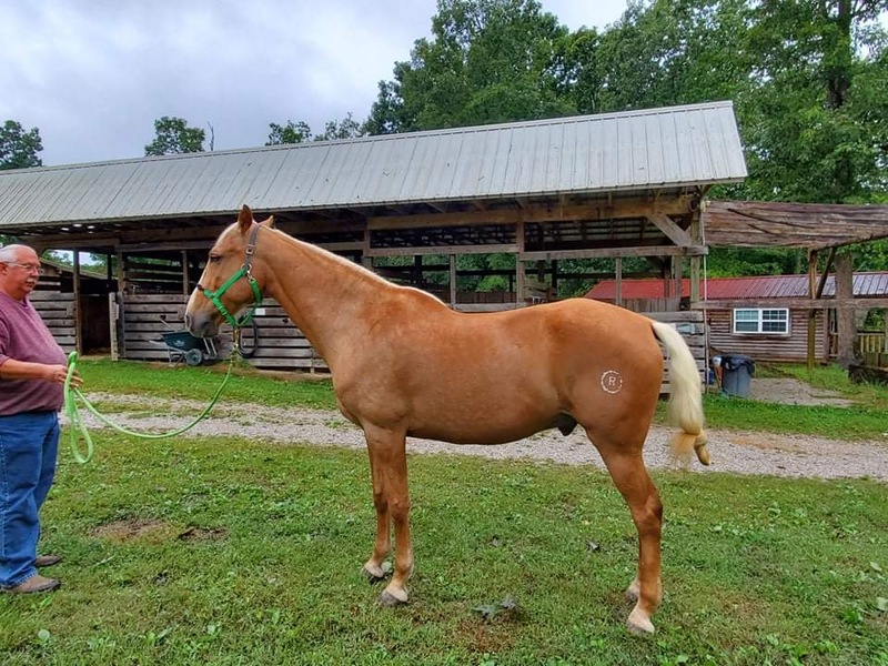 Gorgeous 16 HH Seasoned Trail Horse Deluxe 