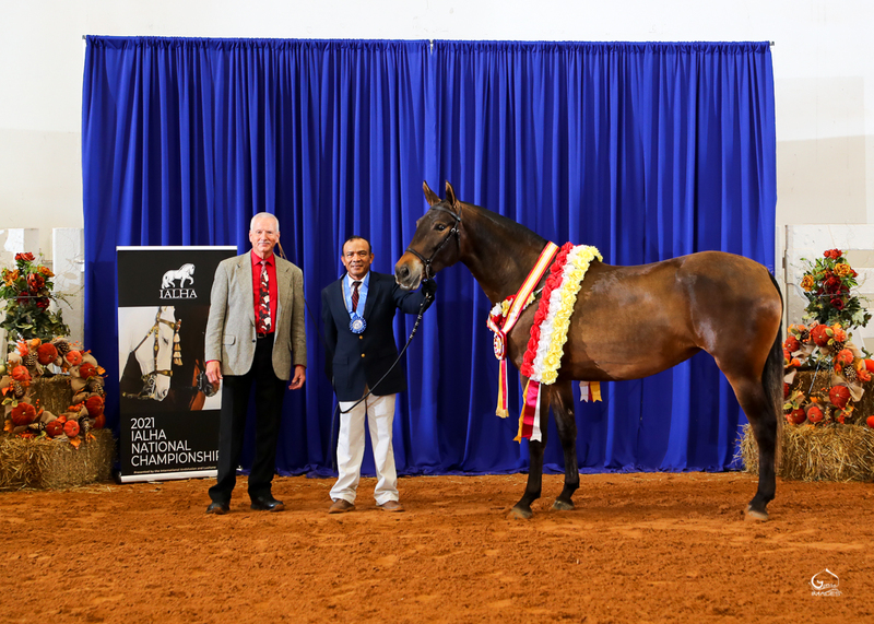 Double National Champion Bay Mare