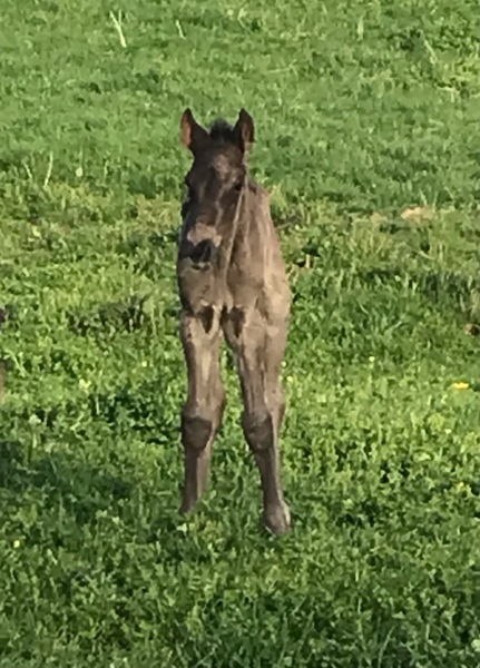 Beautiful Well Bred Black Weanling Colt 