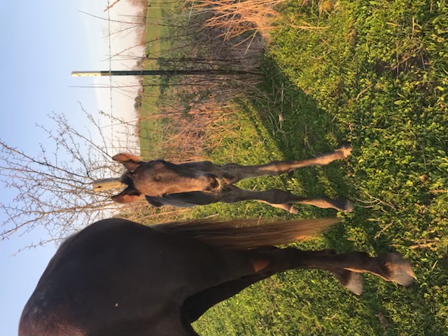 Beautiful Well Bred Black Weanling Colt 