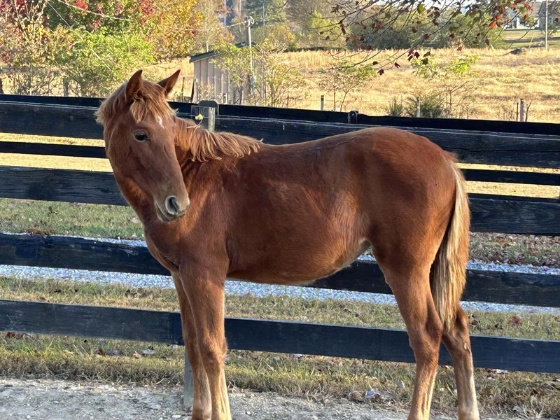 Gorgeous Red Head Yearling Filly!