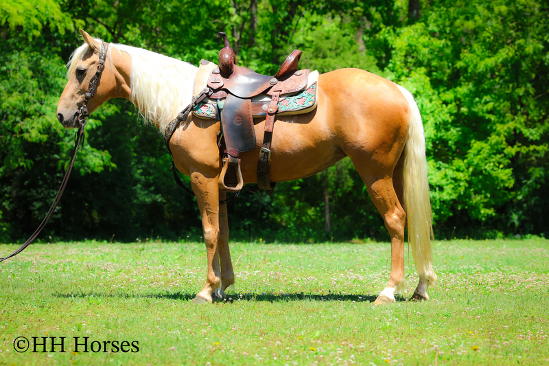 REAL NICE GOLDEN PALOMINO QUARTER HORSE MARE, CUTTING TRAINING, TEAM ROPES, TRAIL RIDES 