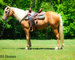REAL NICE GOLDEN PALOMINO QUARTER HORSE MARE, CUTTING TRAINING, TEAM ROPES, TRAIL RIDES