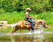 REAL NICE GOLDEN PALOMINO QUARTER HORSE MARE, CUTTING TRAINING, TEAM ROPES, TRAIL RIDES