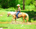 REAL NICE GOLDEN PALOMINO QUARTER HORSE MARE, CUTTING TRAINING, TEAM ROPES, TRAIL RIDES