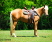 REAL NICE GOLDEN PALOMINO QUARTER HORSE MARE, CUTTING TRAINING, TEAM ROPES, TRAIL RIDES