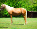REAL NICE GOLDEN PALOMINO QUARTER HORSE MARE, CUTTING TRAINING, TEAM ROPES, TRAIL RIDES