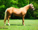 REAL NICE GOLDEN PALOMINO QUARTER HORSE MARE, CUTTING TRAINING, TEAM ROPES, TRAIL RIDES 