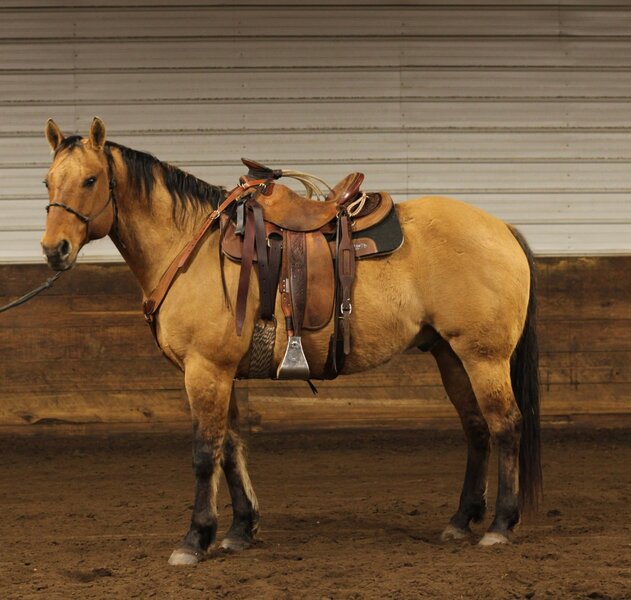 10 YEAR OLD 15.3 HAND DUNN GELDING
