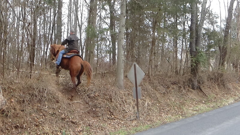 Fun Safe Gaited Trail horse