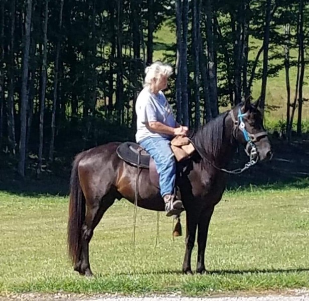 Well Bred Stunning Black Easy To Ride 3 Year Old Colt 