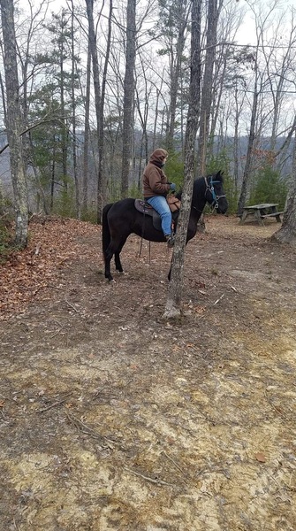 Well Bred Stunning Black Easy To Ride 3 Year Old Colt 