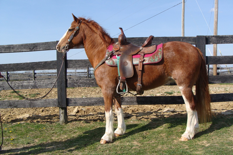 BEGINNER FRIENDLY WELSH PONY QUARTER HORSE CROSSBRED MARE, GENTLE AND