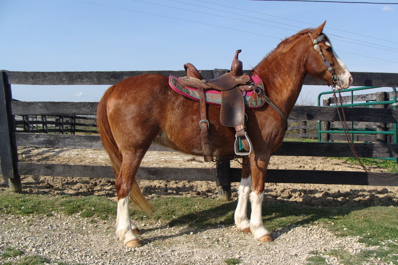 BEGINNER FRIENDLY WELSH PONY QUARTER HORSE CROSSBRED MARE, GENTLE AND QUIET For Sale in Fleming