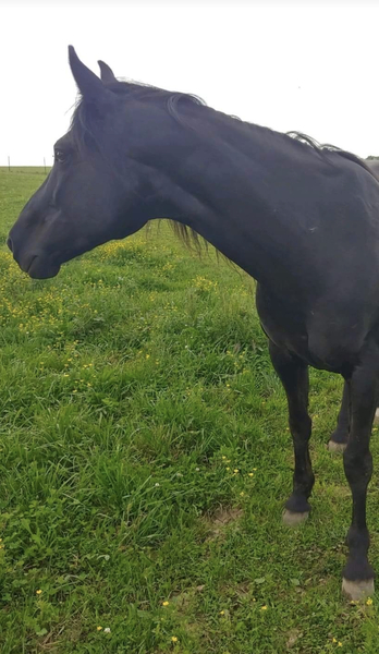 Beautiful Black Mare With Smooth Gait