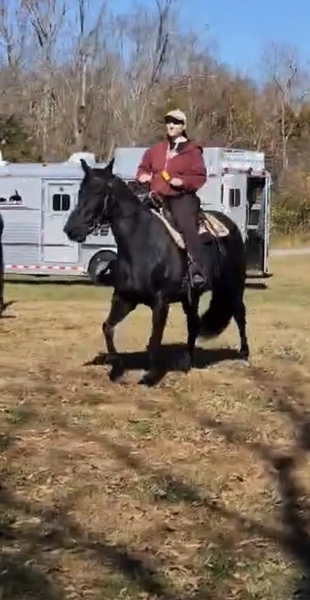 Beautiful Black Mare With Smooth Gait