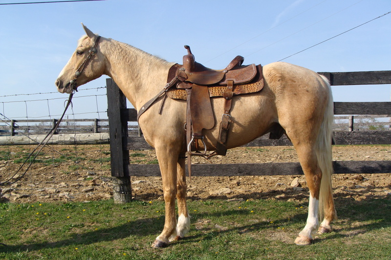 VERY NICE PALOMINO QUARTER HORSE GELDING, PROFESSIONAL TRAINING, ONE
