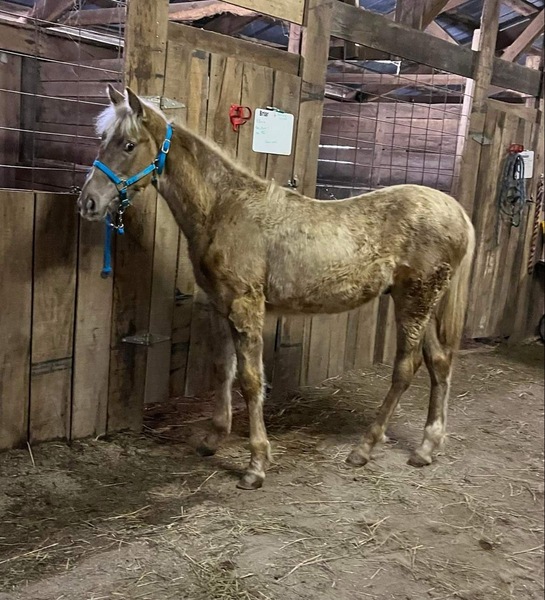 Gorgeous Chocolate Weanling Colt 