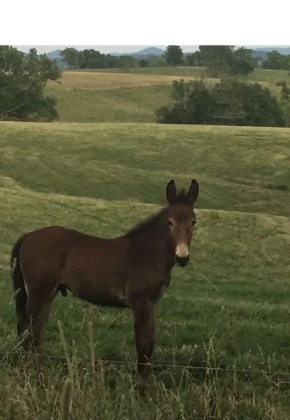 Beautiful Well Bred Yearling Colt 
