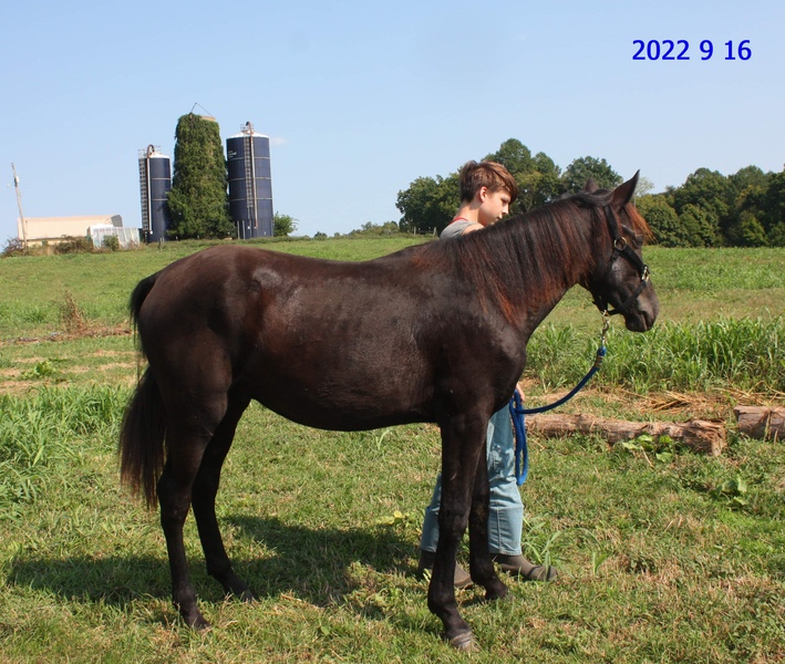 Well Bred Solid Black Yearling Colt 