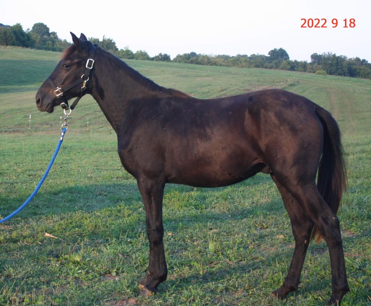 Well Bred Solid Black Yearling Colt 