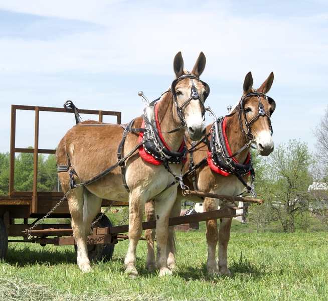 Draft John Mule team for sale 