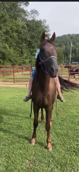 16 Hand Easy To Ride Family Horse 