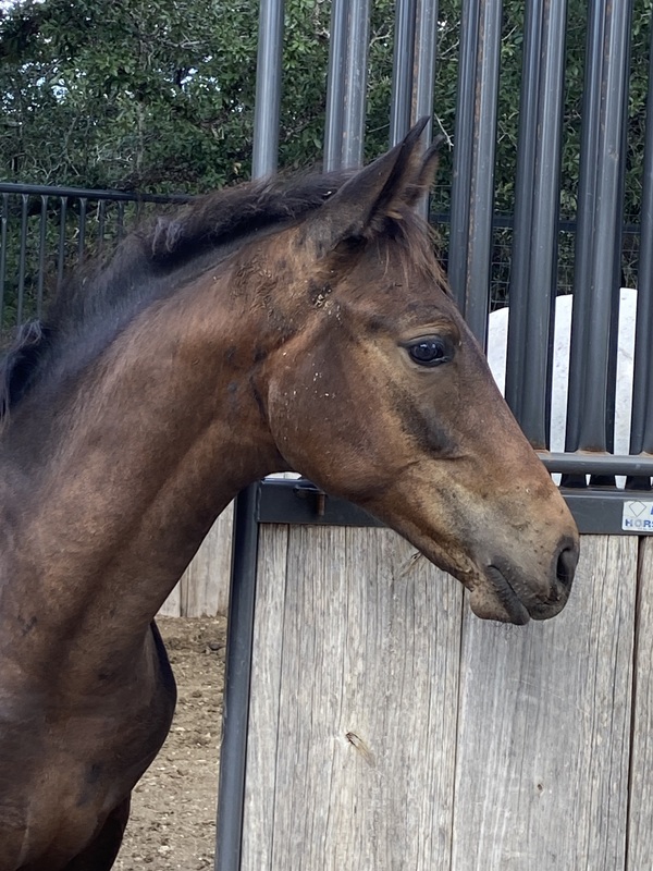Half Andalusian Thoroughbred cross, 2022 colt