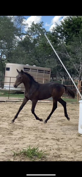 Half Andalusian Thoroughbred cross, 2022 colt