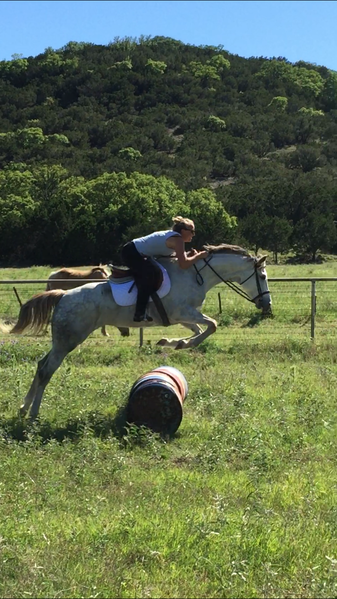 Half Andalusian Thoroughbred cross, 2022 colt