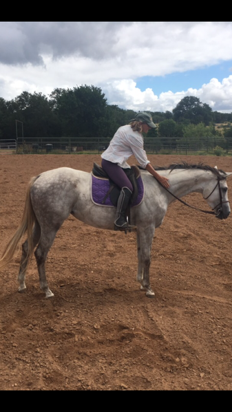 Half Andalusian Thoroughbred cross, 2022 colt