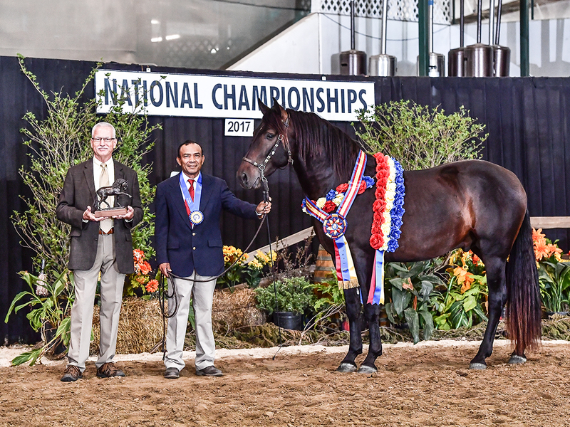 Half Andalusian Thoroughbred cross, 2022 colt