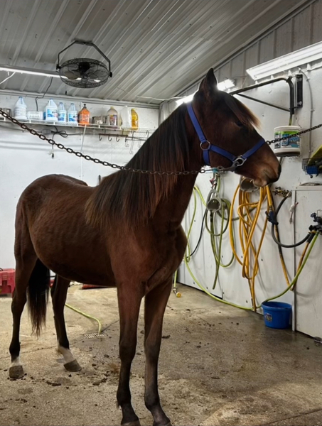 Well Bred Bay 2 Year Old Filly 