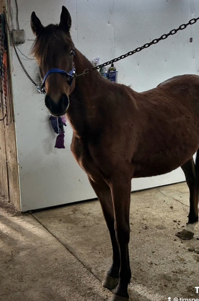 Well Bred Bay 2 Year Old Filly 