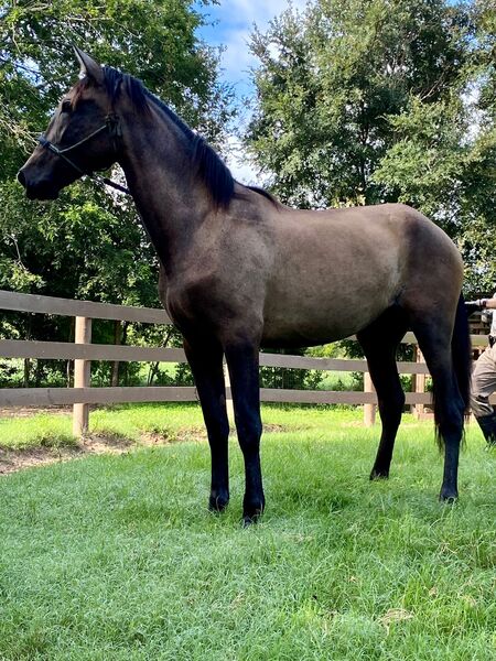 PRE gray Filly 2 yr old priced to sell